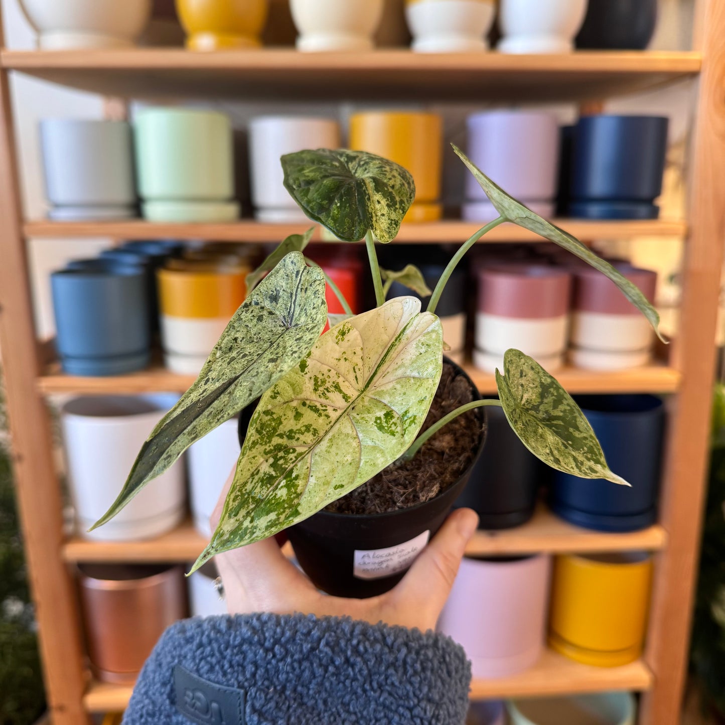 Alocasia badinga 'Dragon Scale' Mint Variegated
