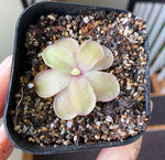 Load image into Gallery viewer, Pinguicula Razzberry Blonde
