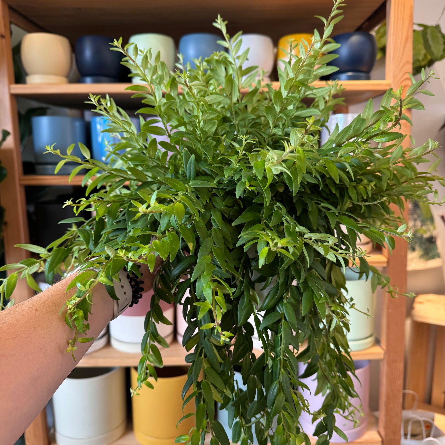 Aeschynanthus japhrolepis (Lipstick Plant)