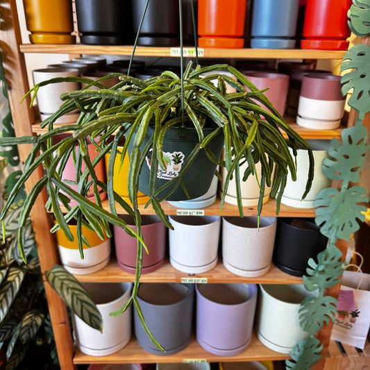 Rhipsalis floccosa