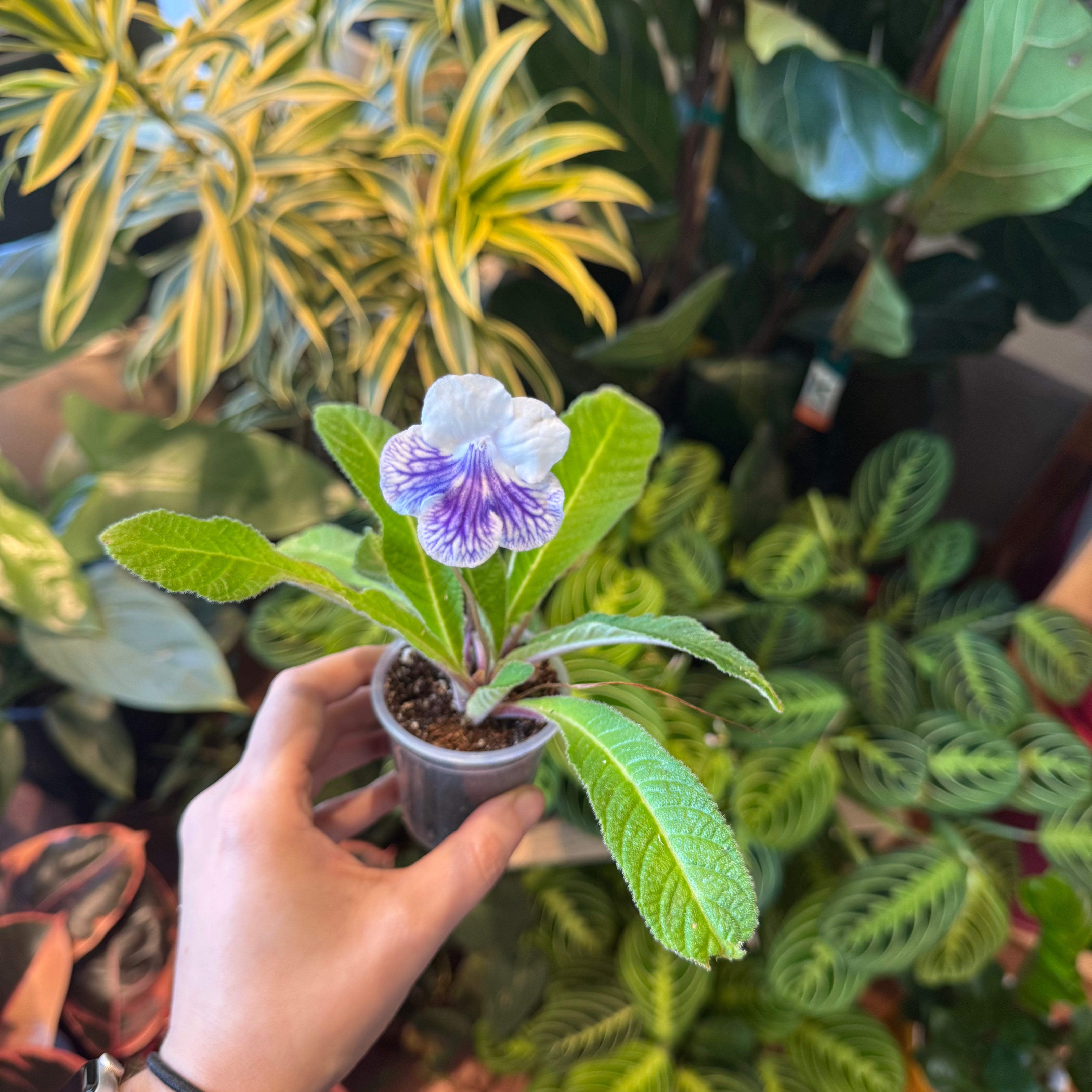 Streptocarpus cv. "Orchid Pavilion"