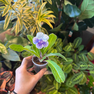 Streptocarpus cv. "Orchid Pavilion"