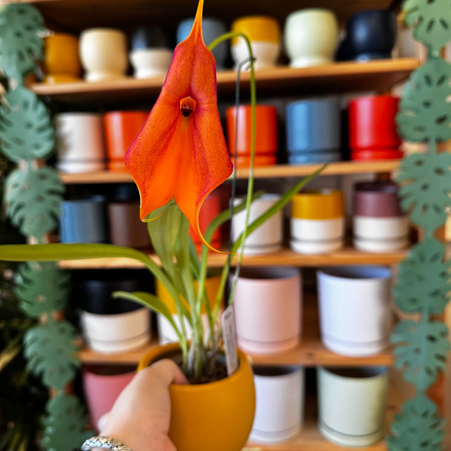 Masdevallia (Harold Ripley 'Ligia' x veitchiana 'Goliath')