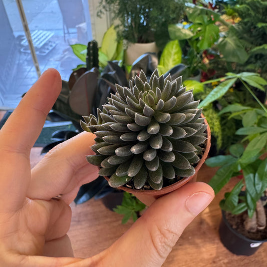 Sinocrassula yunnanensis (Black Sea Urchin Plant)