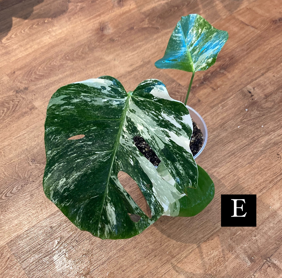 Monstera 'Albo'   (Monstera deliciosa var. borsigiana albo-variegata)