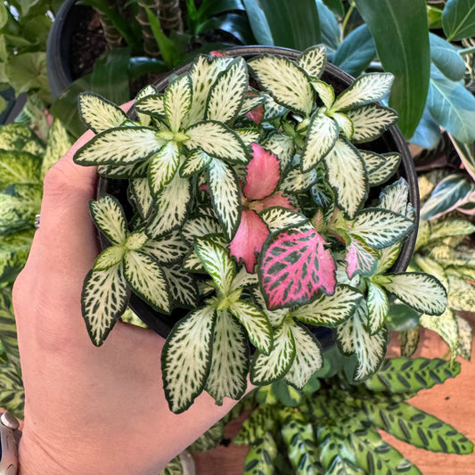 Fittonia cv. (narrow white leaves)