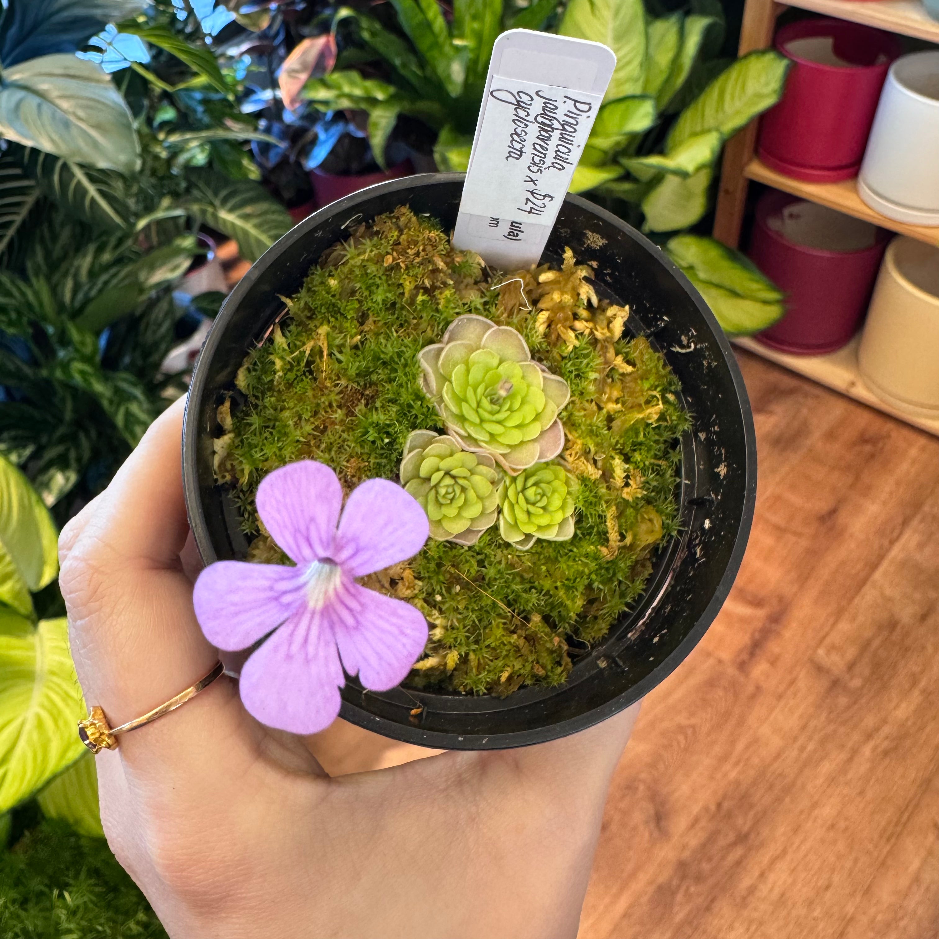 Pinguicula jaumavensis x cyclosecta