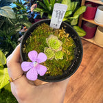 Load image into Gallery viewer, Pinguicula jaumavensis x cyclosecta
