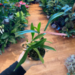 Load image into Gallery viewer, Bulbophyllum &#39;Standing Tall&#39;
