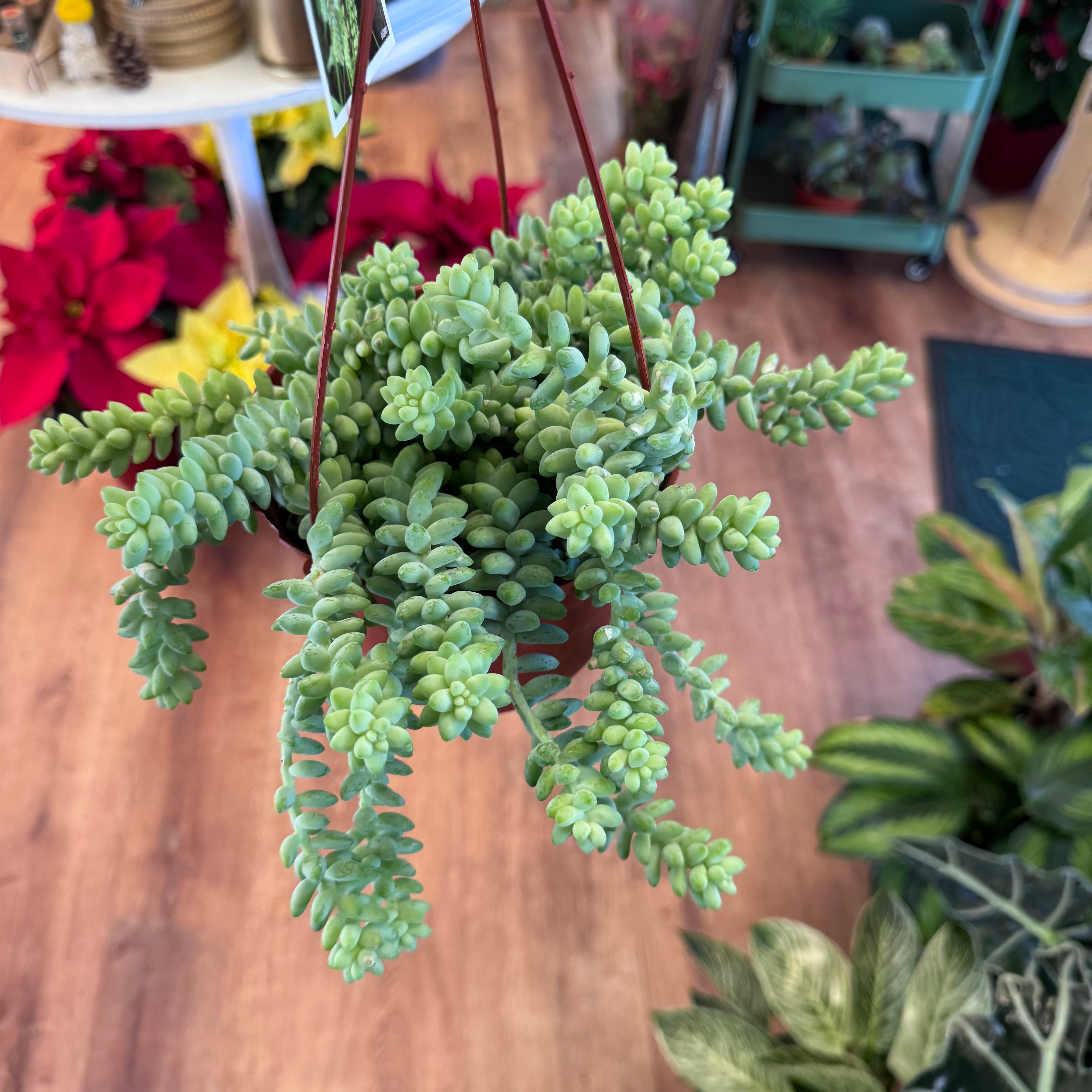 Sedum morganianum (Burro's Tail)