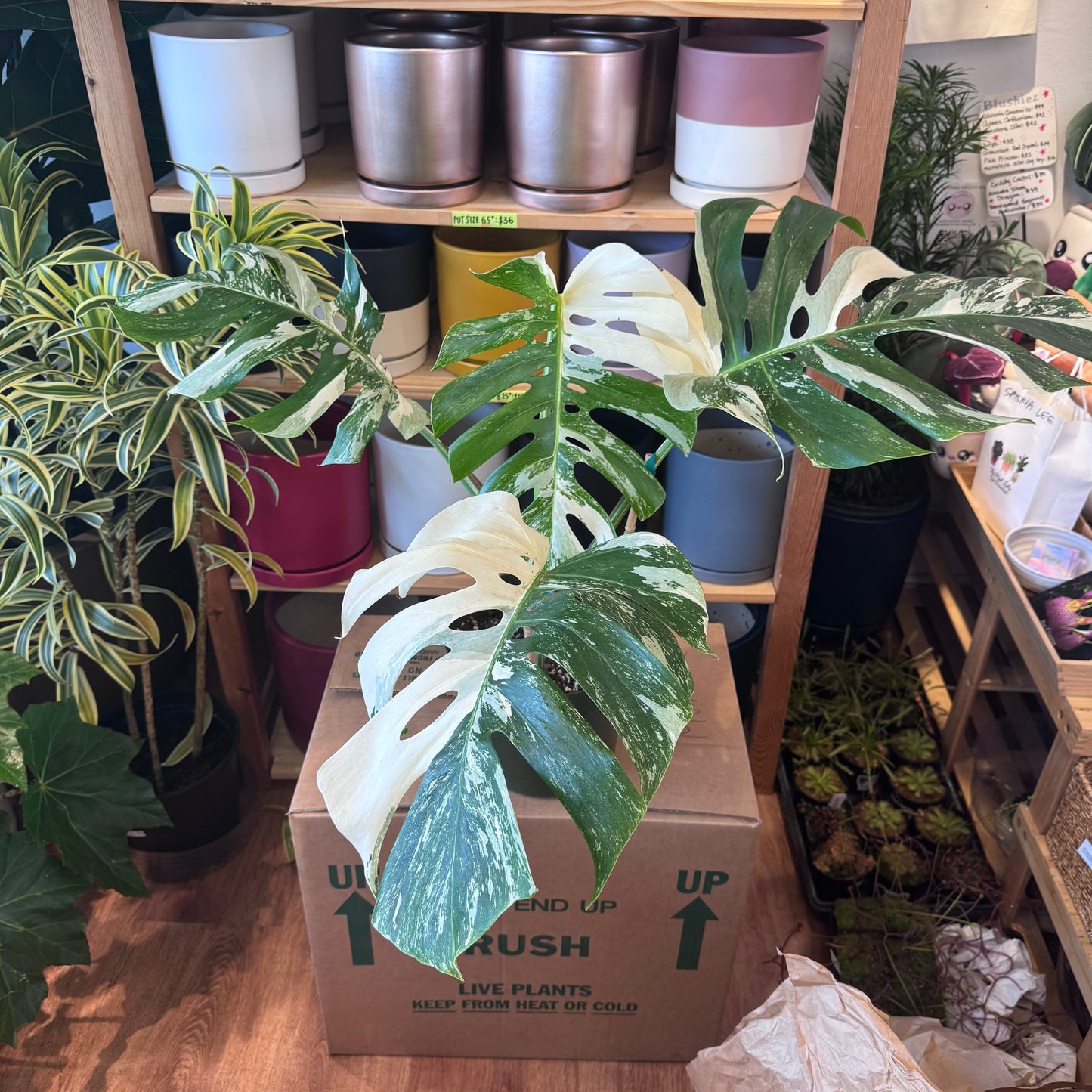 Monstera 'Albo'   (Monstera deliciosa var. borsigiana albo-variegata)