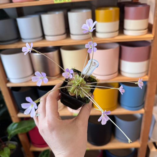 Pinguicula emarginata x jaumavensis