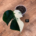 Load image into Gallery viewer, Monstera &#39;Albo&#39;   (Monstera deliciosa var. borsigiana albo-variegata)
