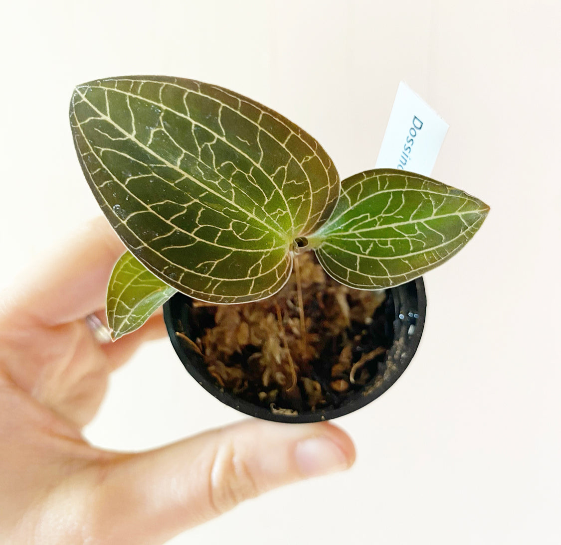 Dossinochilus Dreamcatcher (Jewel Orchid) – The Plant Lady SF