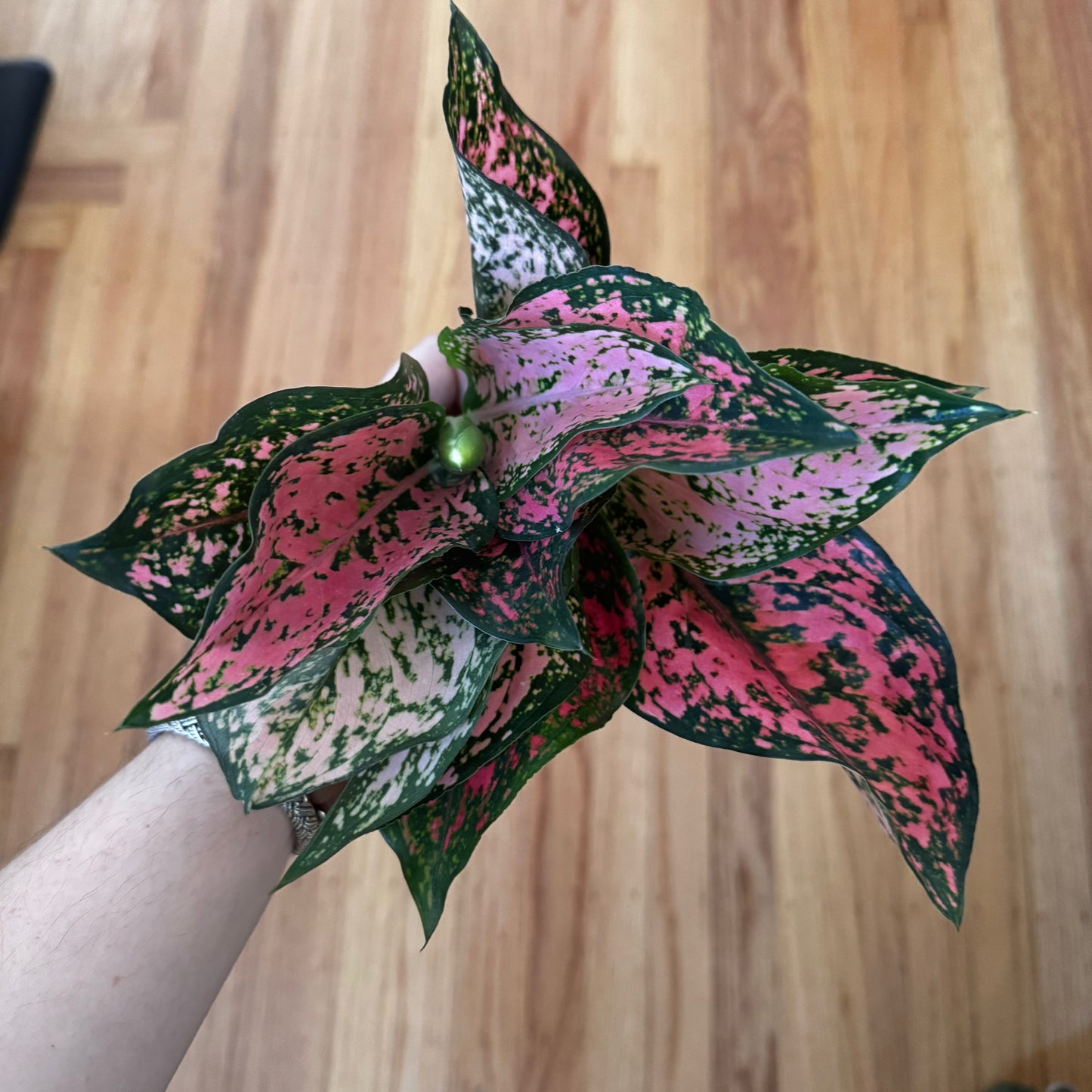 Aglaonema "Kham Khun Pink"