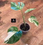 Load image into Gallery viewer, Monstera &#39;Albo&#39;   (Monstera deliciosa var. borsigiana albo-variegata)
