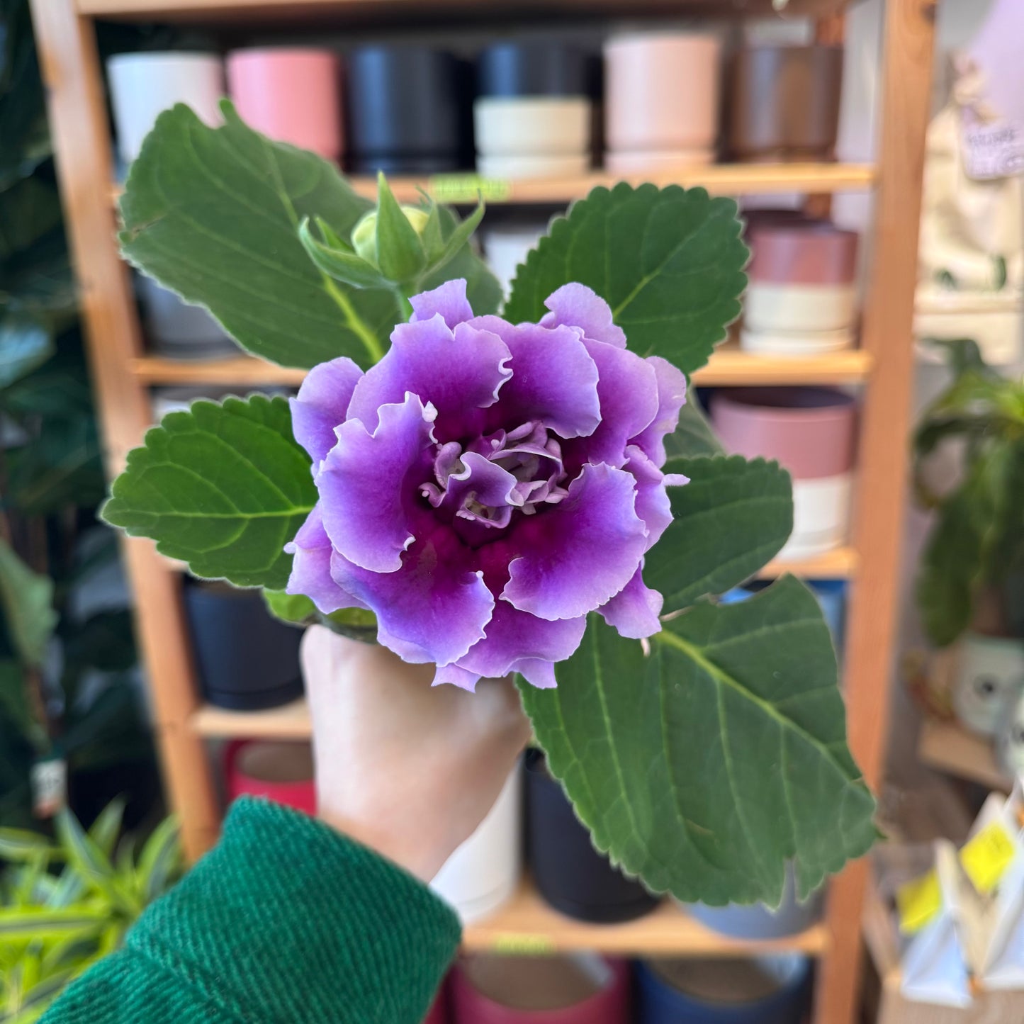 Sinningia speciosa (Gloxinia)
