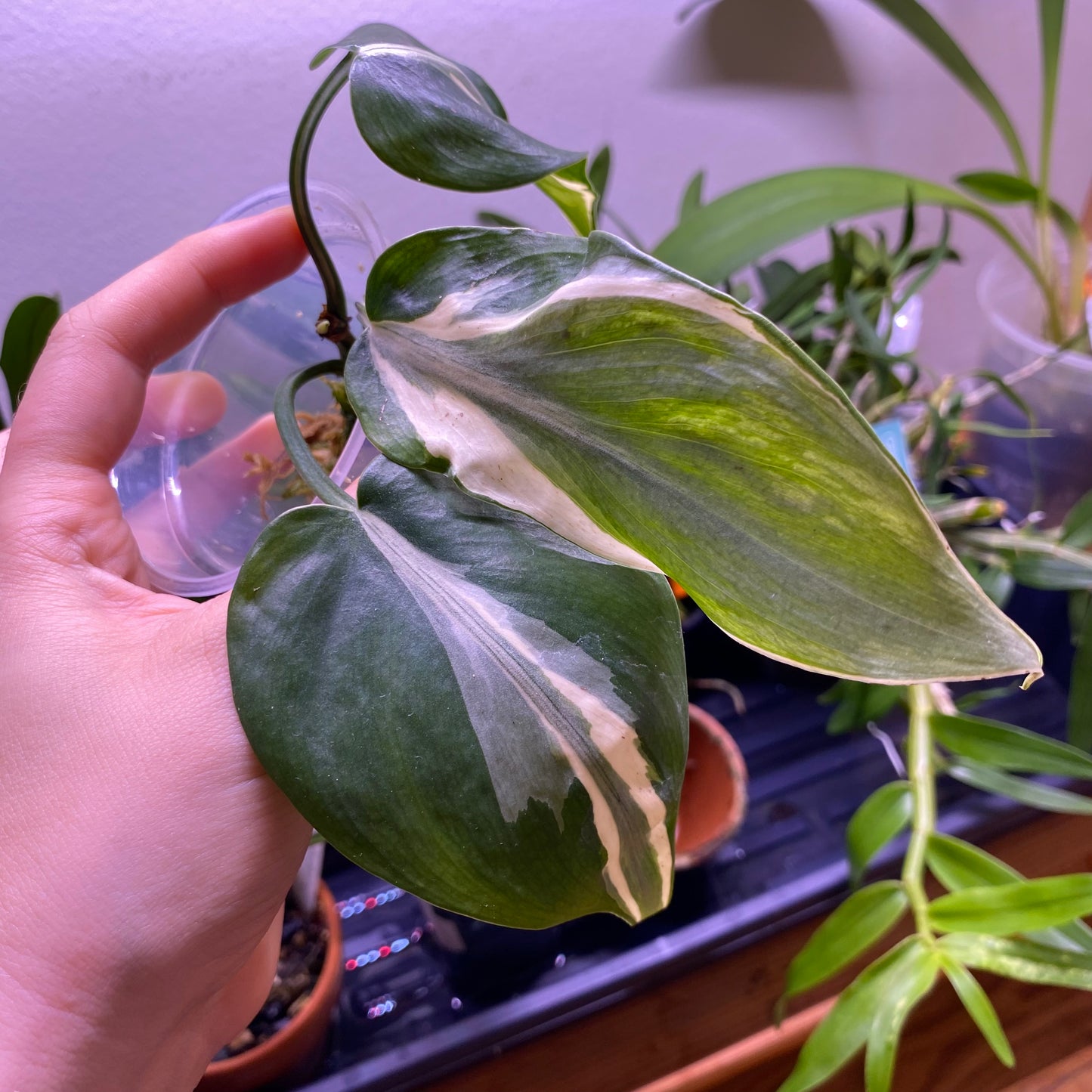 Philodendron 'Rio'