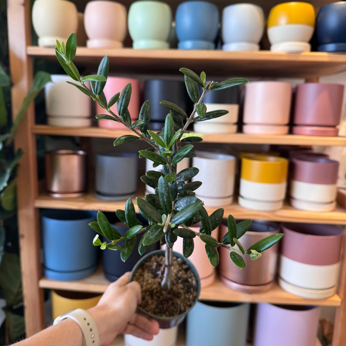 Olea europaea (Olive Topiary)