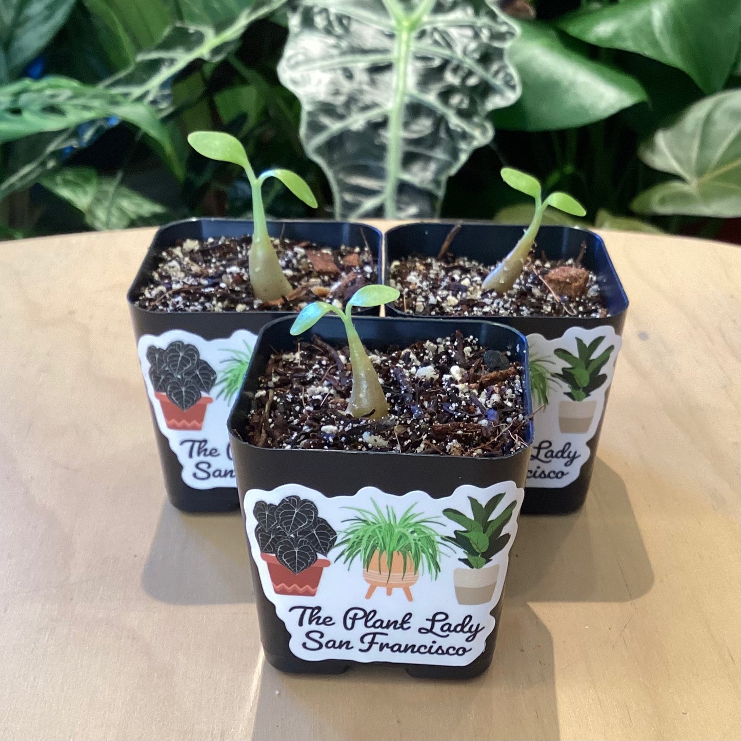 Hydnophytum formicarum (ant plant)