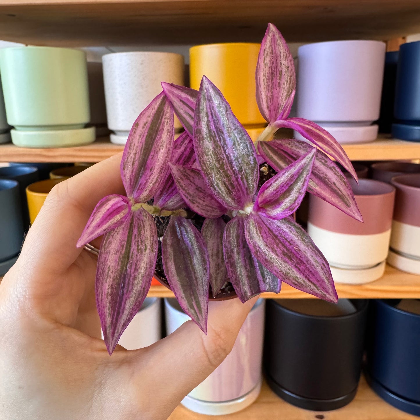 Tradescantia ‘Pink Paradise’