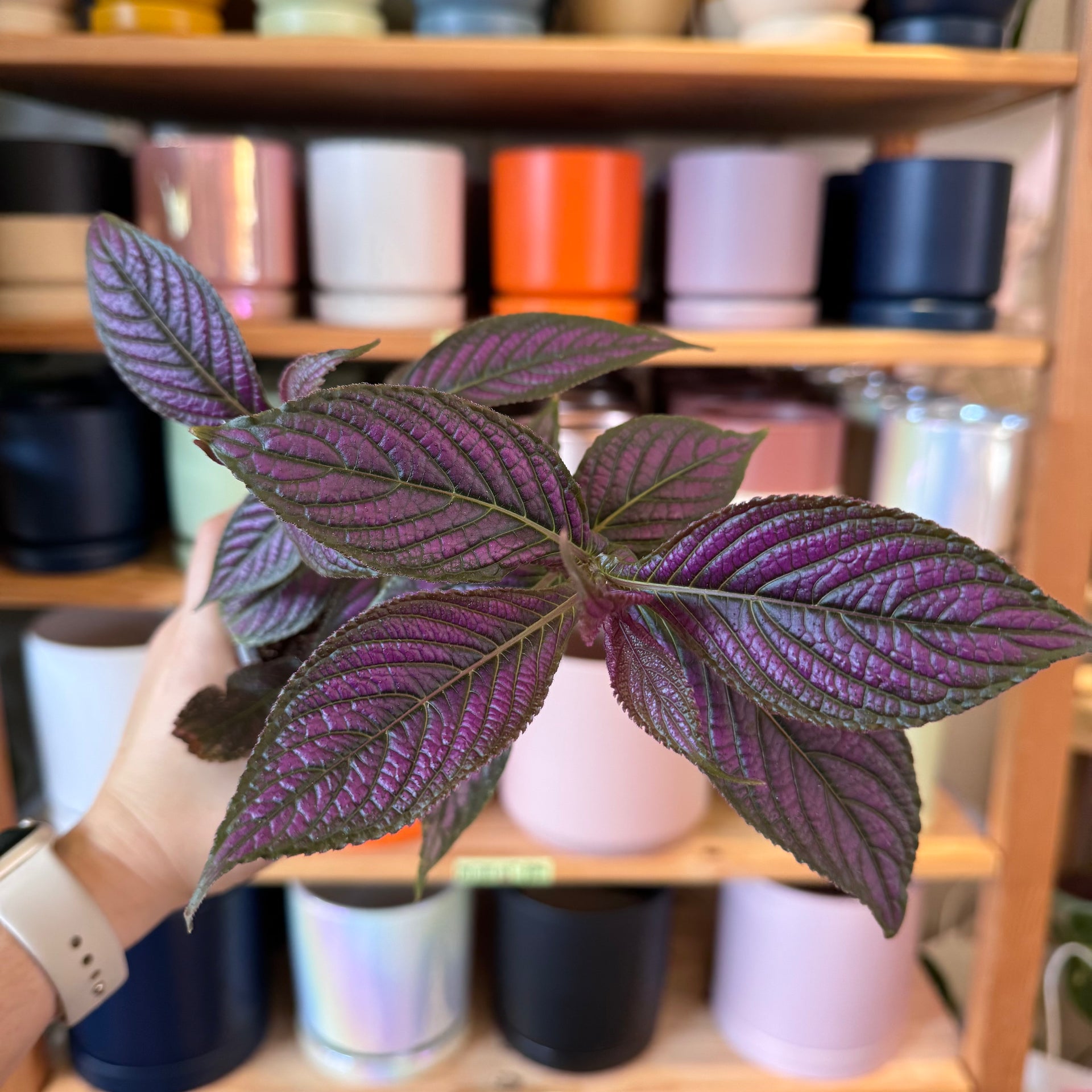 persian shield plant indoors Strobilanthes dyeriana AKA Persian Shield