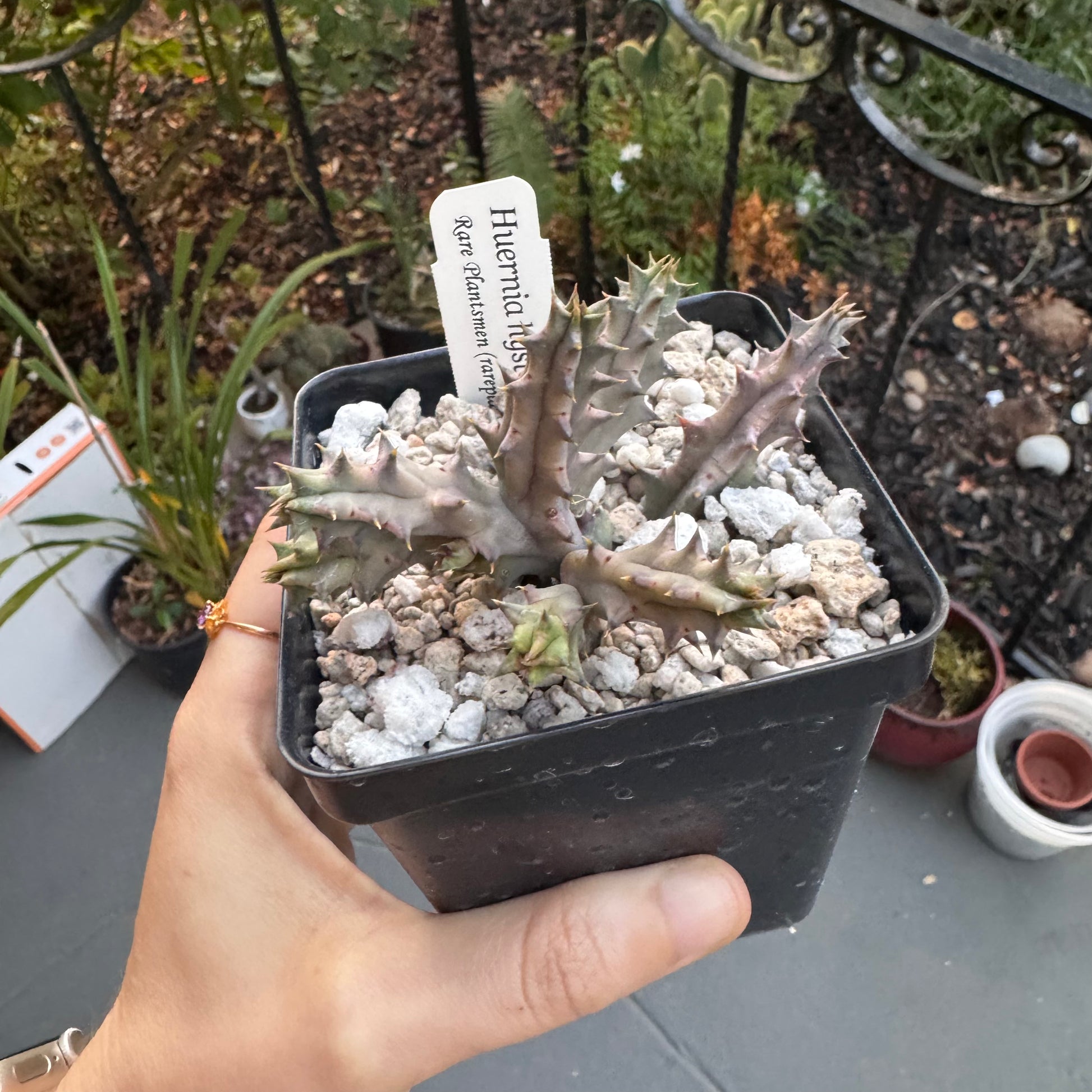 succulent huernia Huernia hystrix