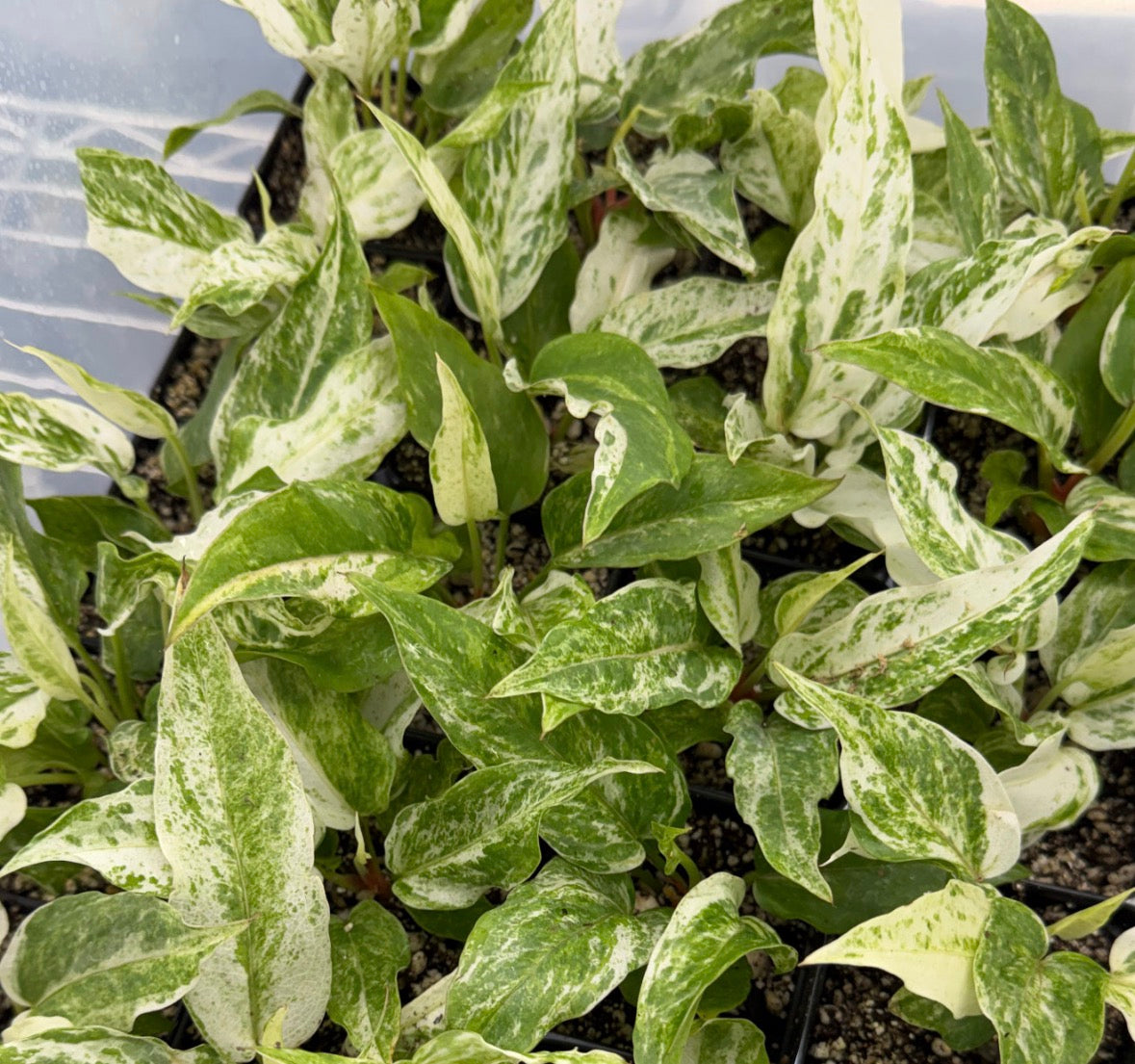 Anthurium bonplandii ‘Pink Variegata’ AKA Variegated Bird’s-Nest Anthurium