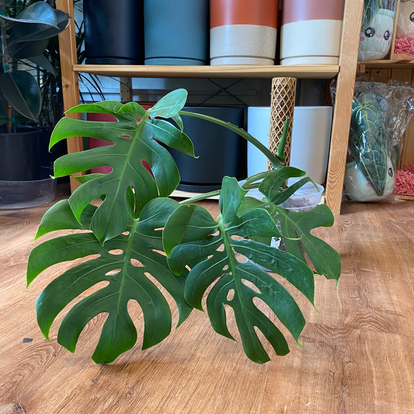 monstera deliciosa var compacta Monstera deliciosa var. compacta "Kunzo" - in 6" container