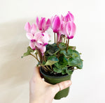 Load image into Gallery viewer, Cyclamen (assorted)
