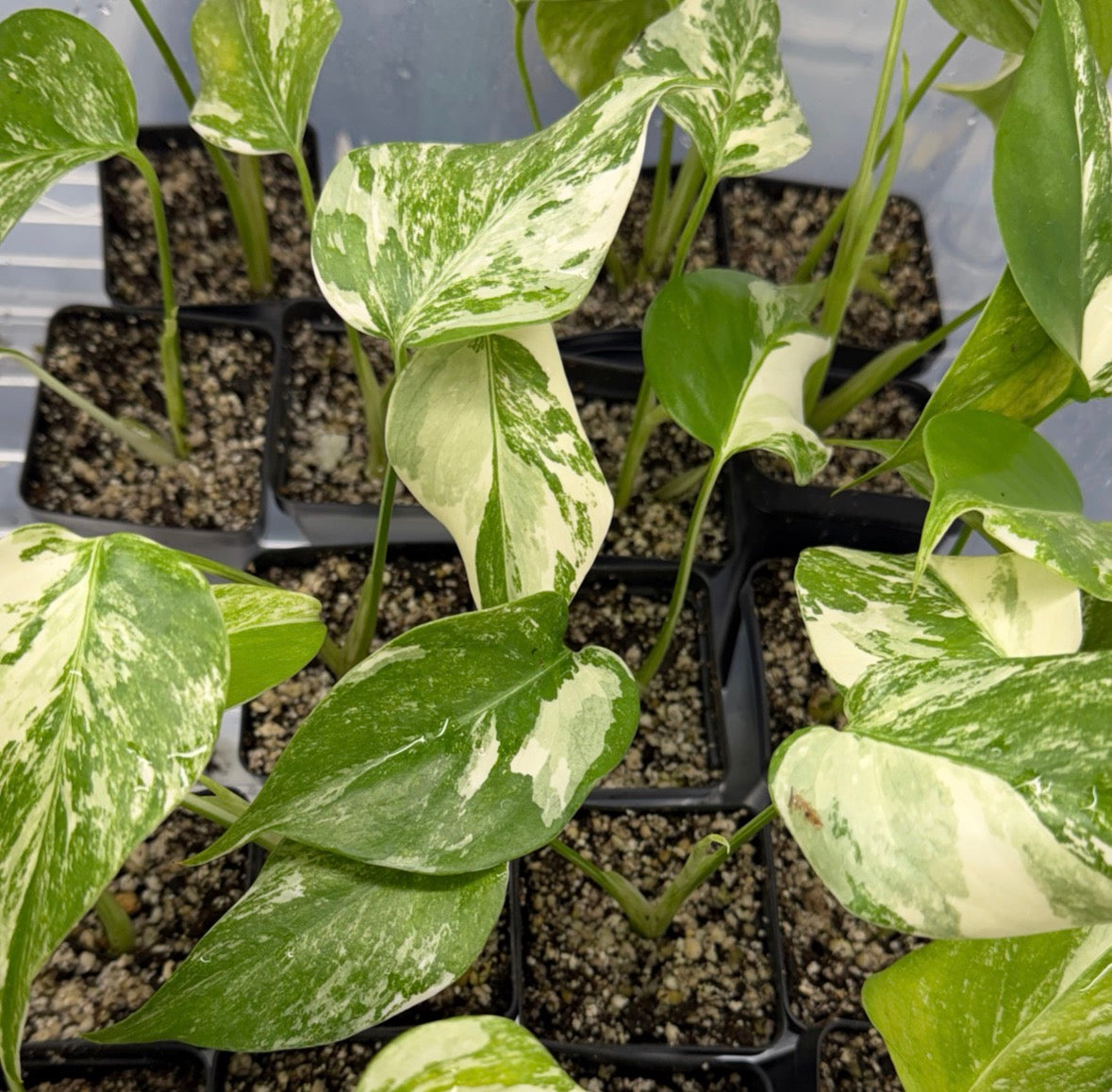Monstera 'Albo'   (Monstera deliciosa var. borsigiana albo-variegata)