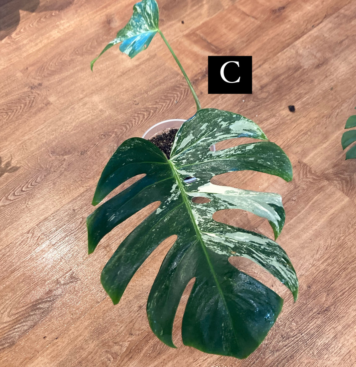 Monstera 'Albo'   (Monstera deliciosa var. borsigiana albo-variegata)