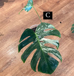 Load image into Gallery viewer, Monstera &#39;Albo&#39;   (Monstera deliciosa var. borsigiana albo-variegata)
