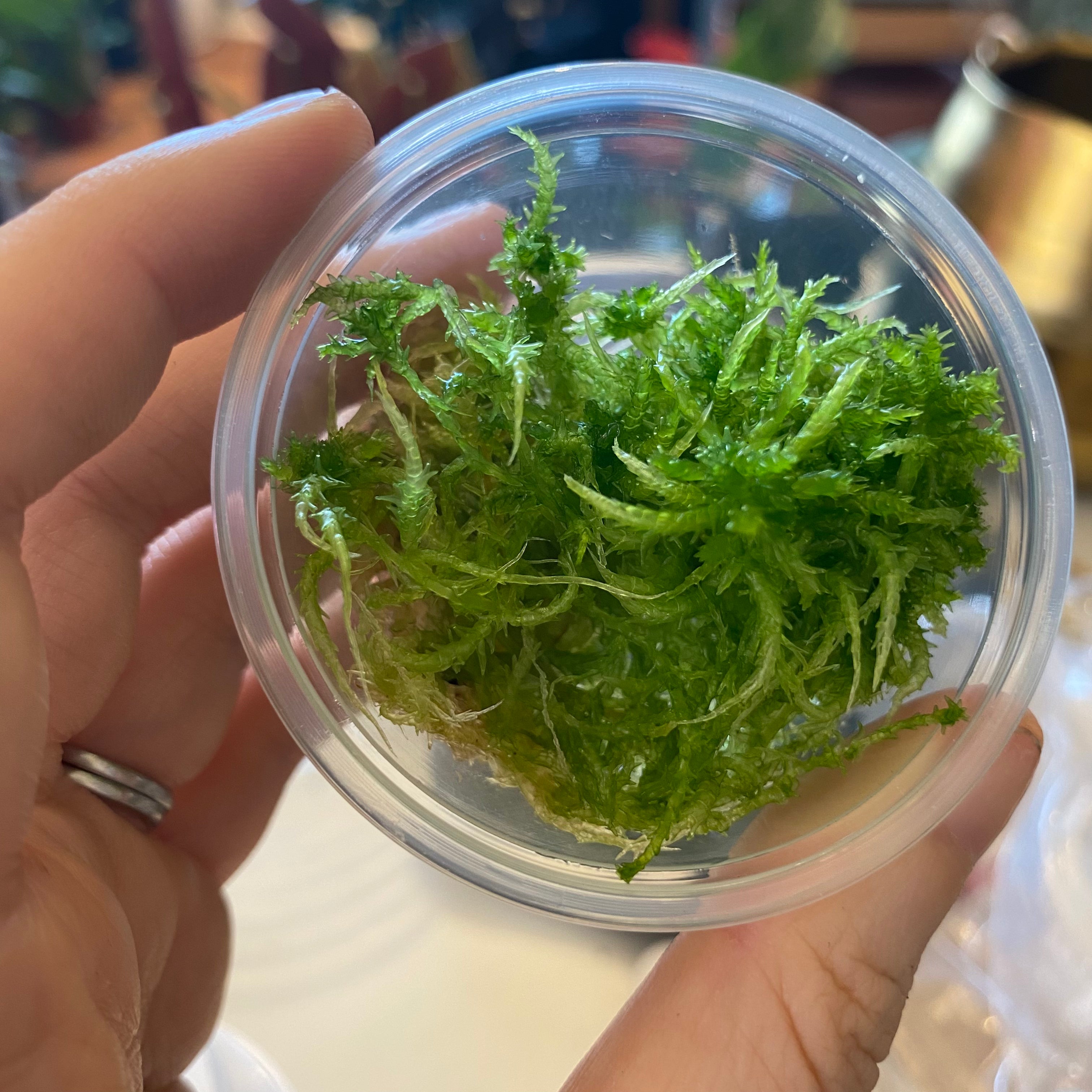 Live online sphagnum moss