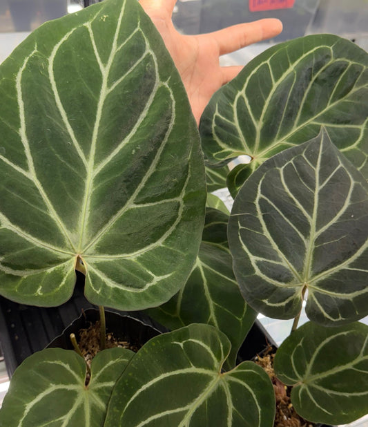 Anthurium "King of Spades"