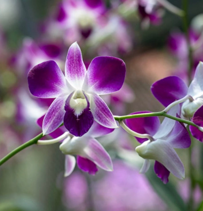 Dendrobium phalaenopsis (Cooktown Orchid)