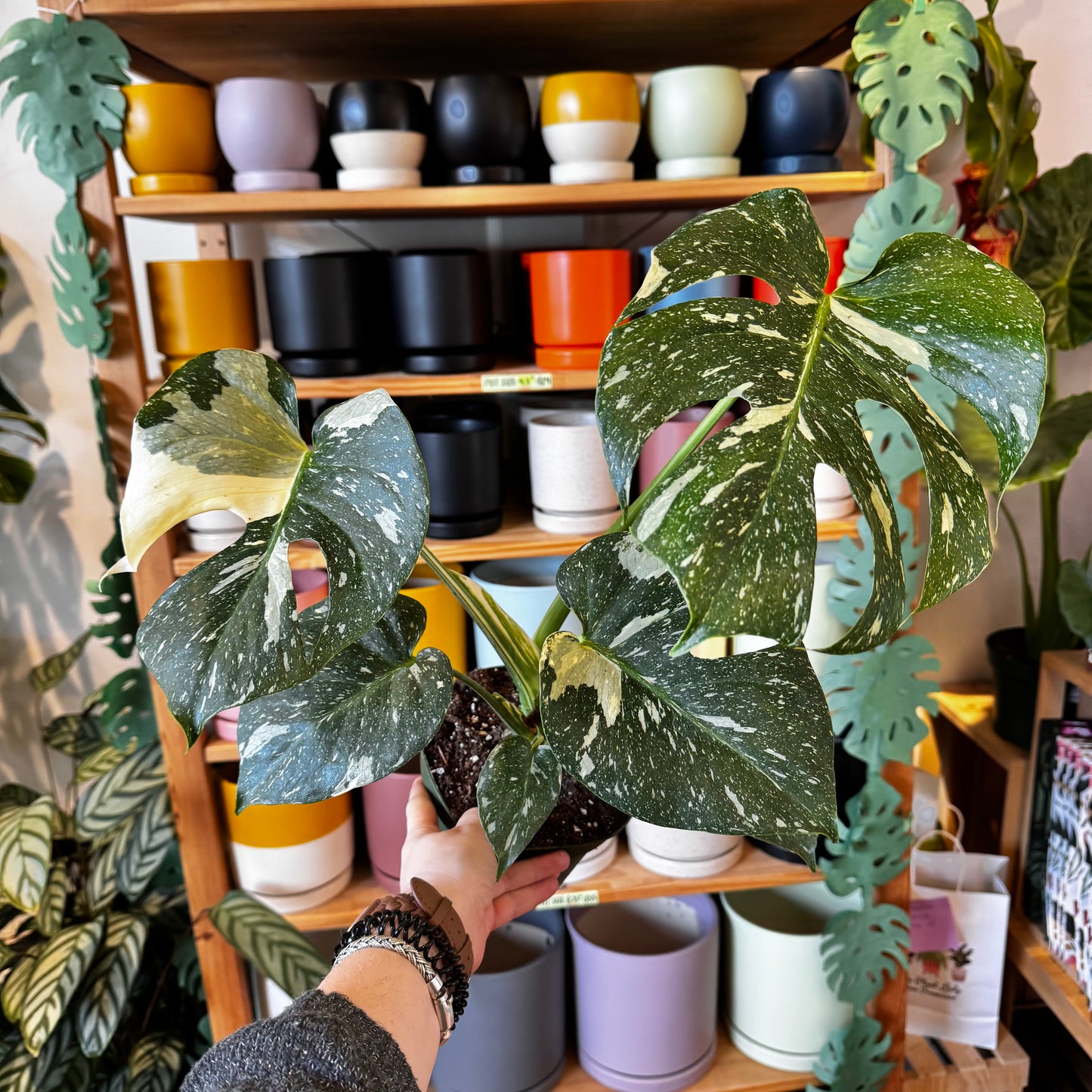 Monstera deliciosa 'Thai Constellation'