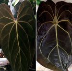 Load image into Gallery viewer, Anthurium (‘Dark Mama’ x papillilaminum) x (carlablackiae x forgetii) seedlings
