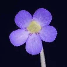 Pinguicula agnata ‘True Blue’ x hemiepiphytica