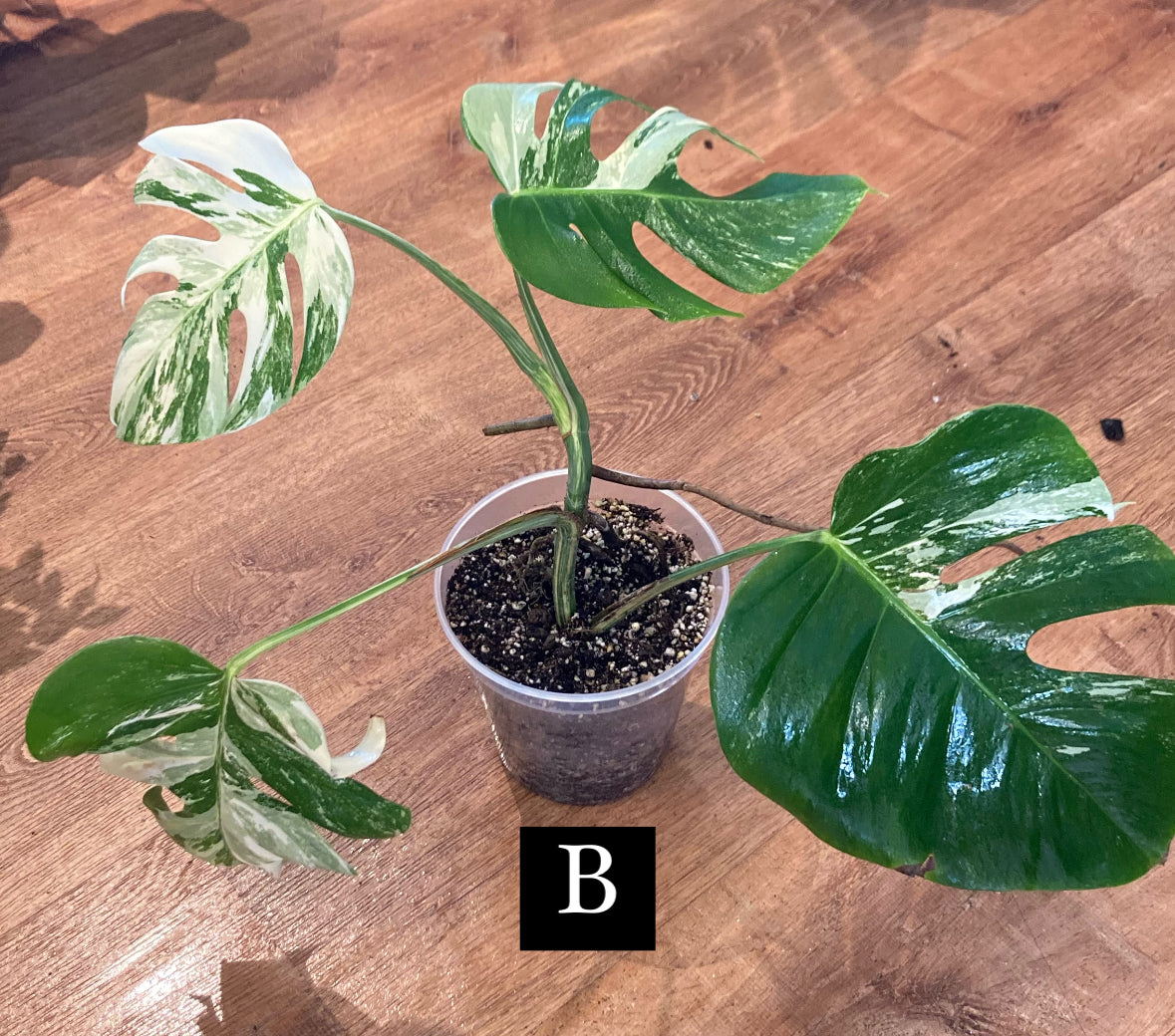 Monstera 'Albo'   (Monstera deliciosa var. borsigiana albo-variegata)