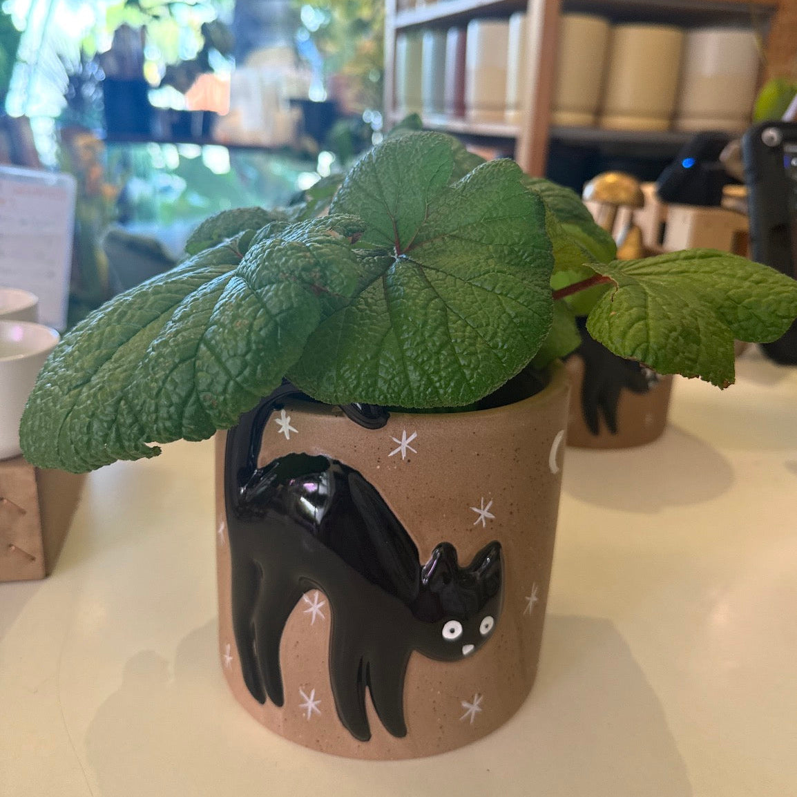 Witching Hour Pot