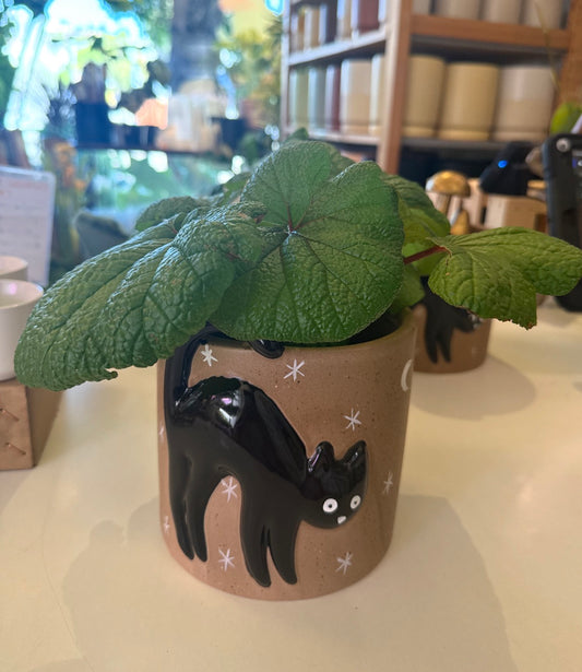 Witching Hour Pot