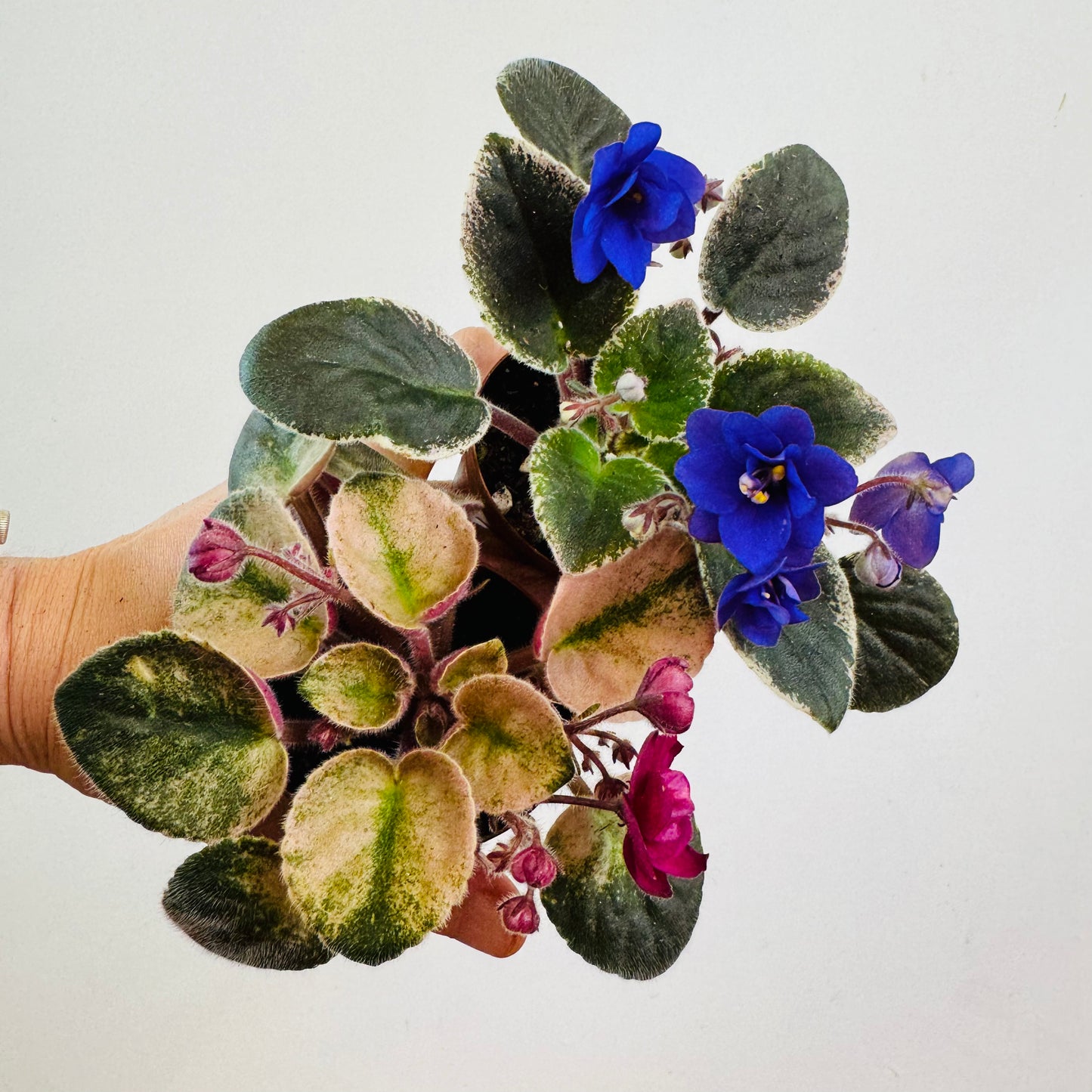 African Violet