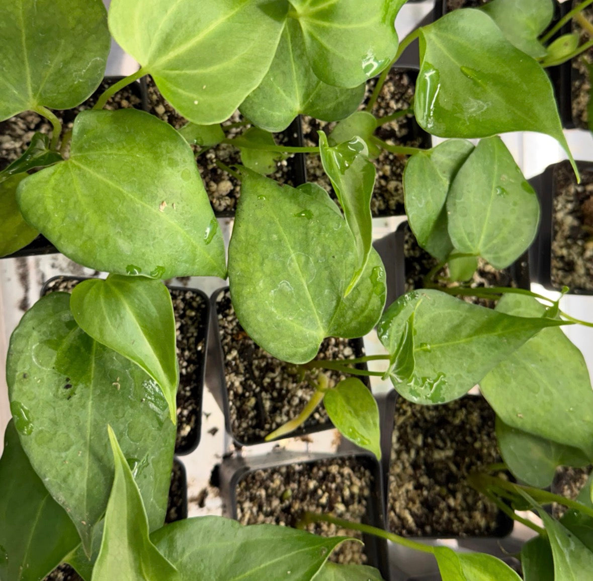 Anthurium 'Delta Force'