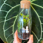 Load image into Gallery viewer, Terrariums  by Linden Moss
