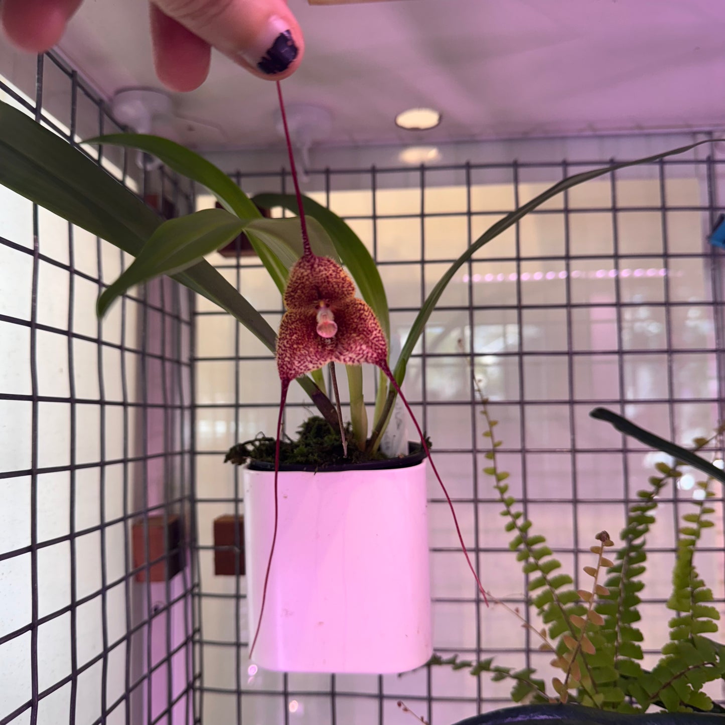 Dracula erythrochaete