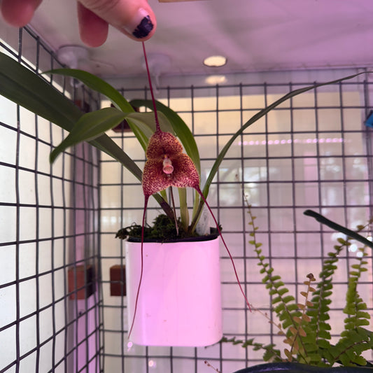 Dracula erythrochaete