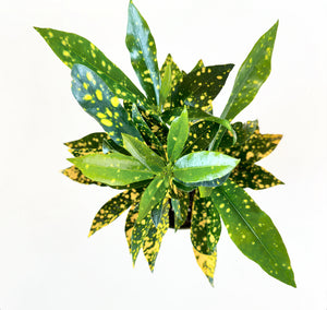 Codiaeum variegatum (Gold Dust Croton)