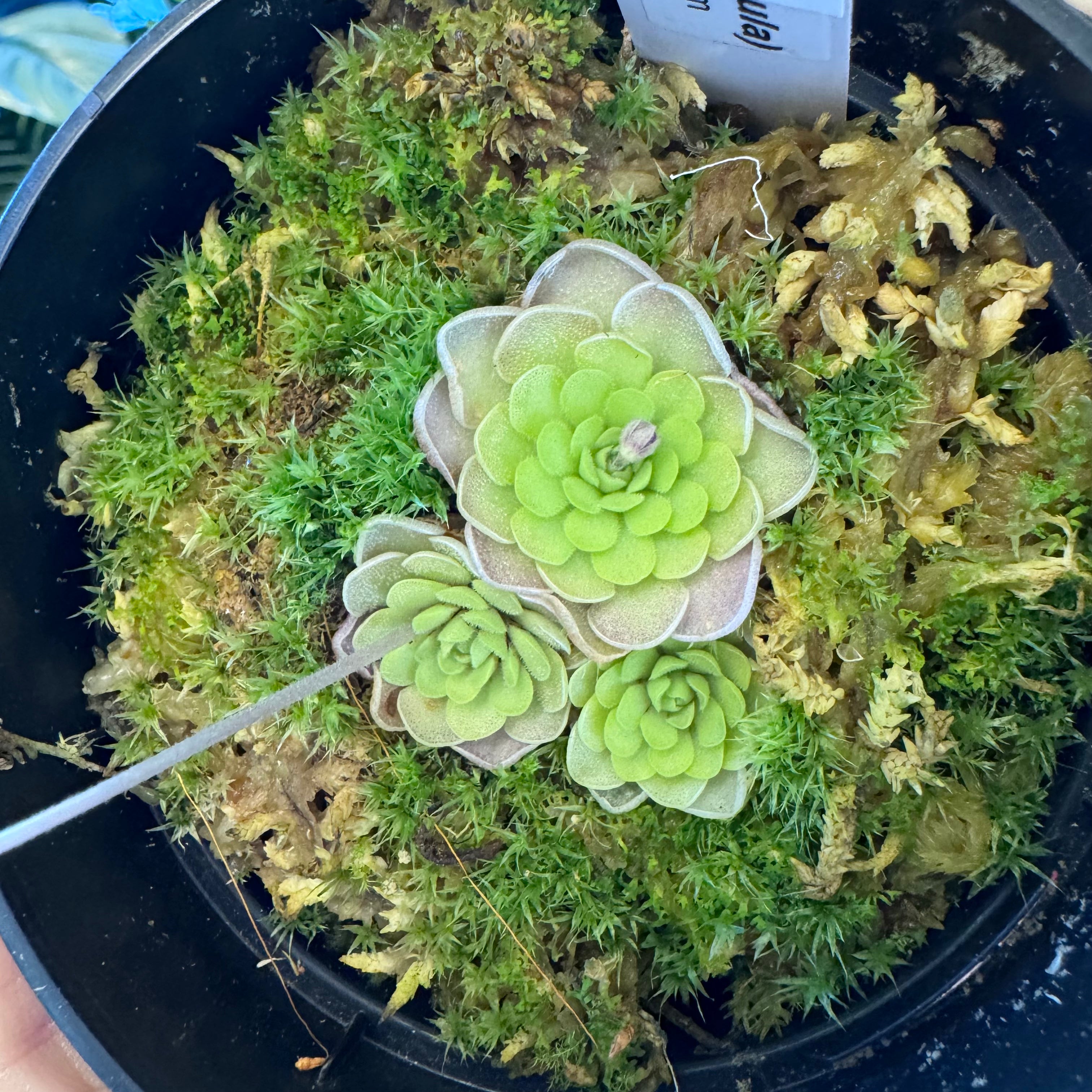 Pinguicula jaumavensis x cyclosecta