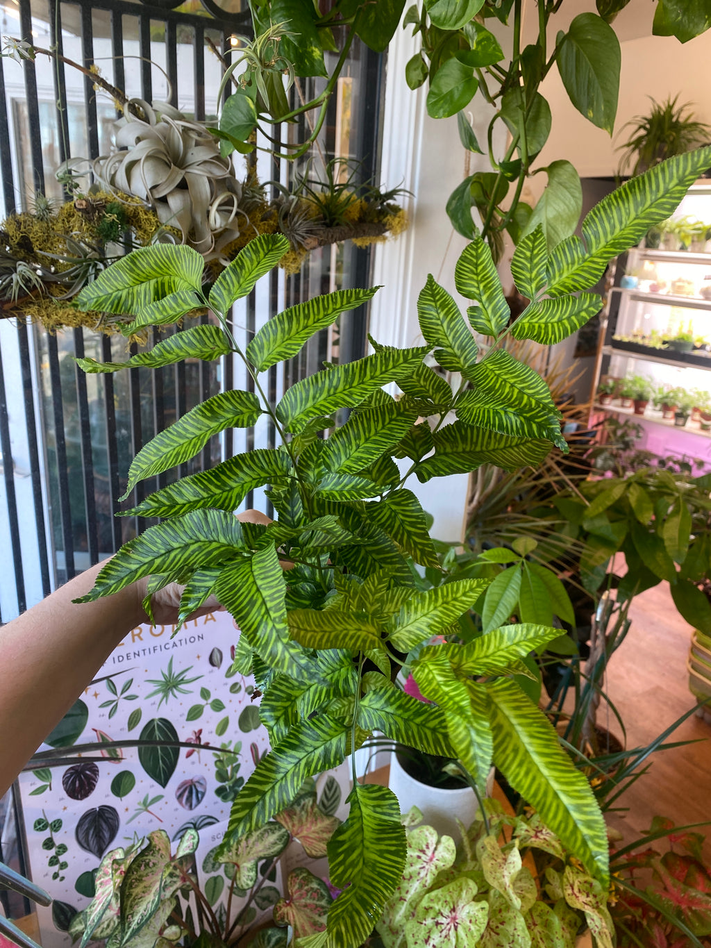 Zebra Bamboo Fern